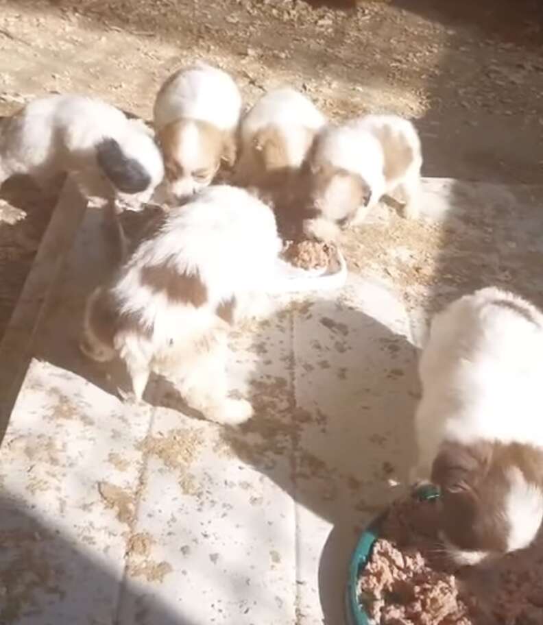 puppies eating food