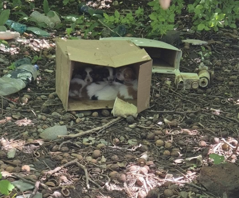 puppies in box in the woods 