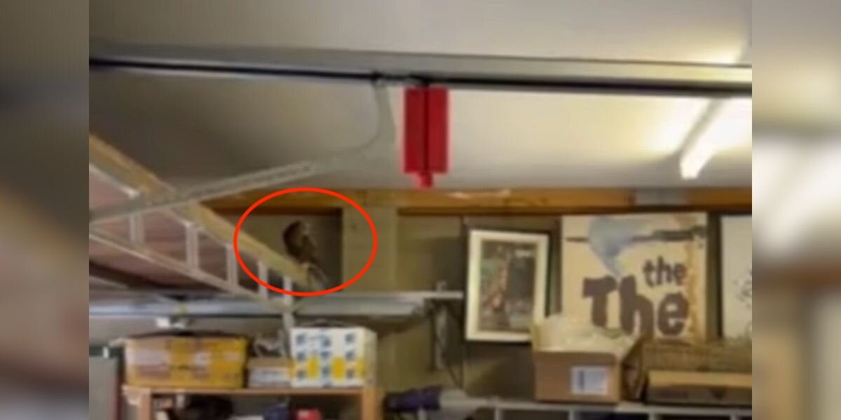 Man Opens Garage For First Time In 4 Days And Finds Beautiful Bird Trapped Inside