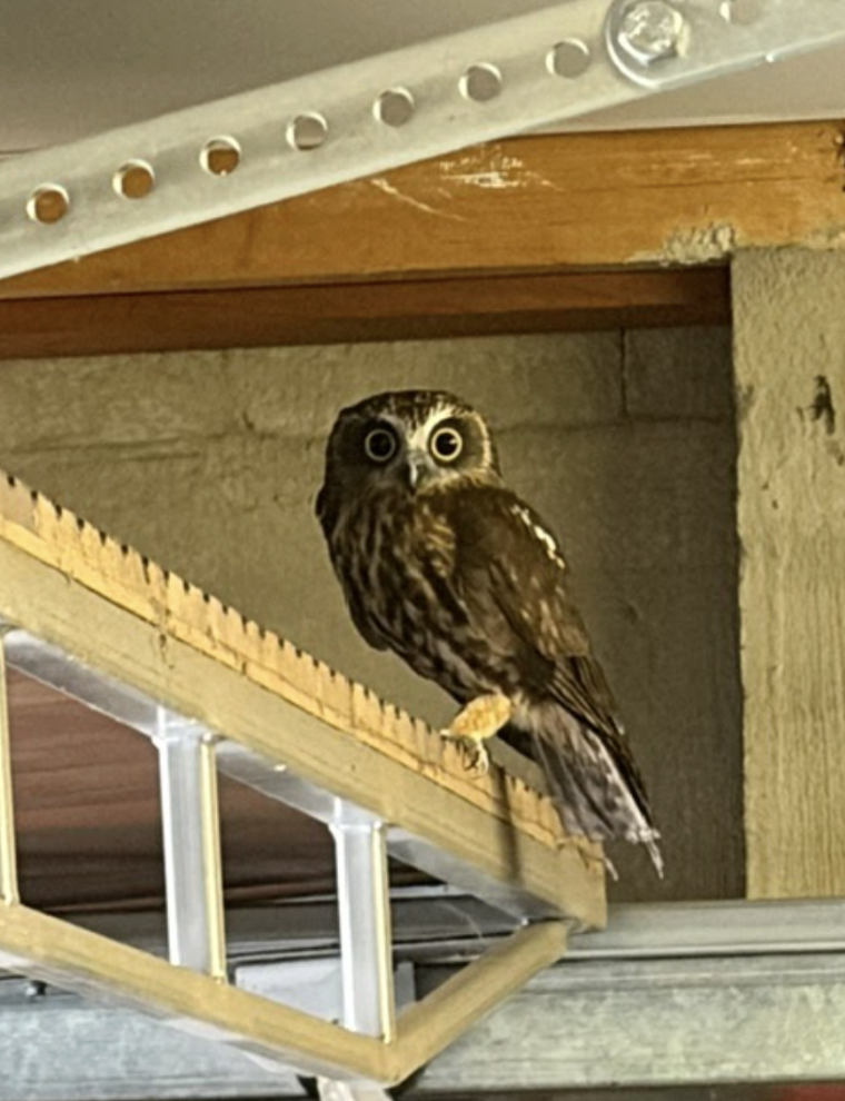 australian owl in garage 