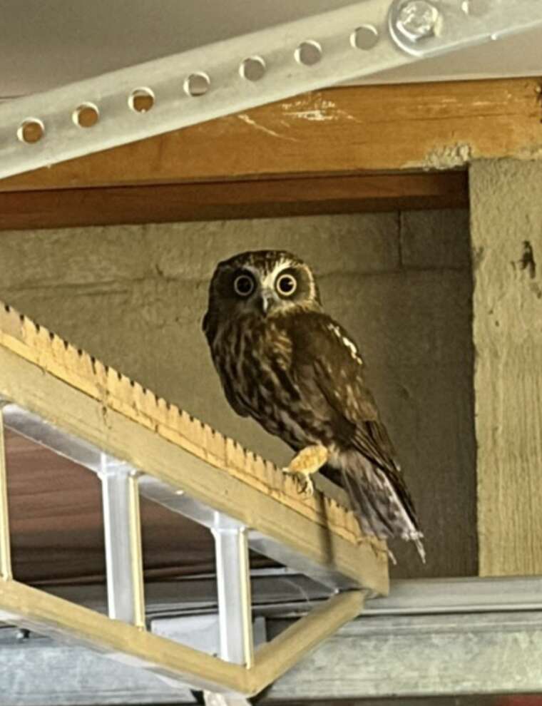 australian owl in garage