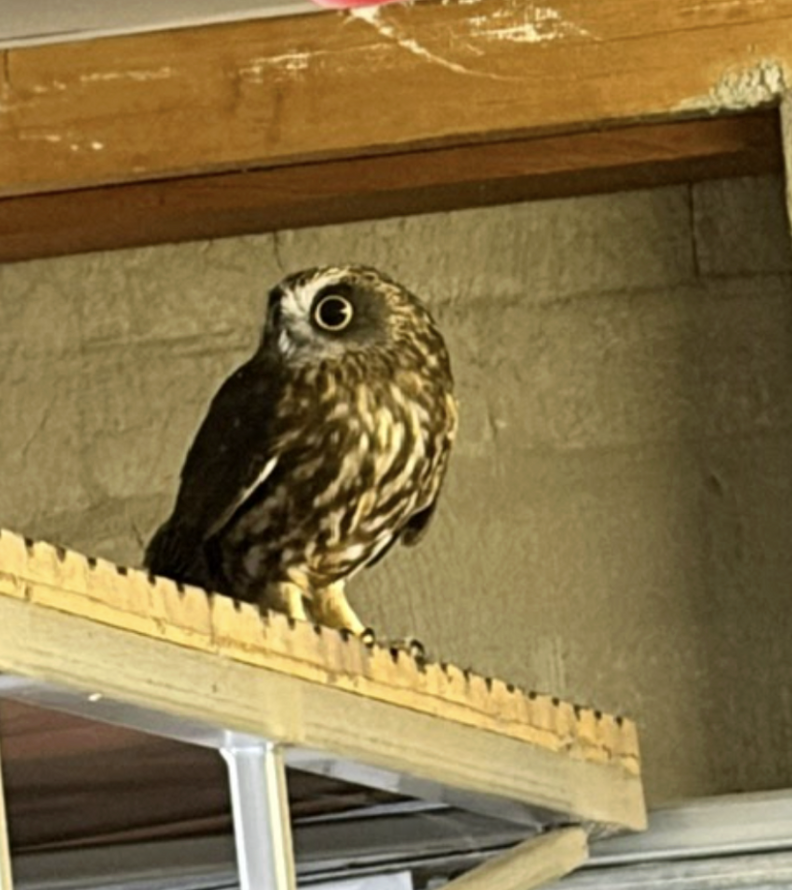 wild bird in garage 
