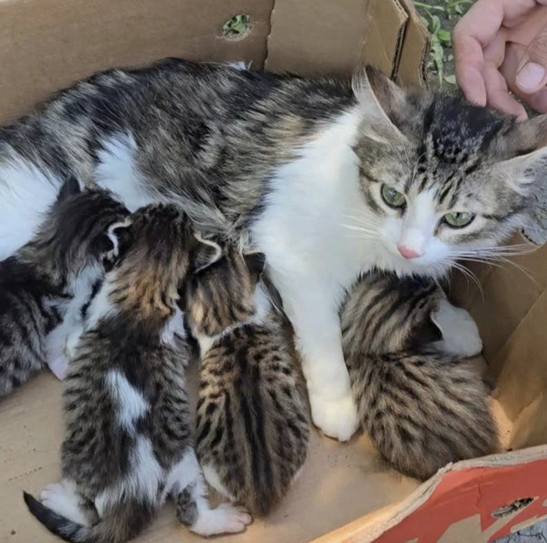 ママ猫と子猫たち