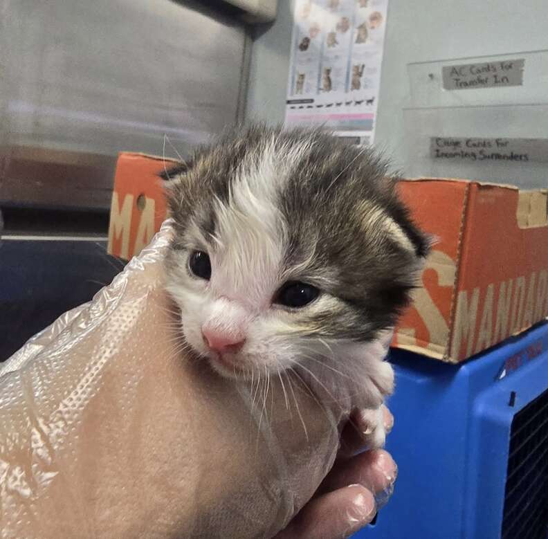 子猫
