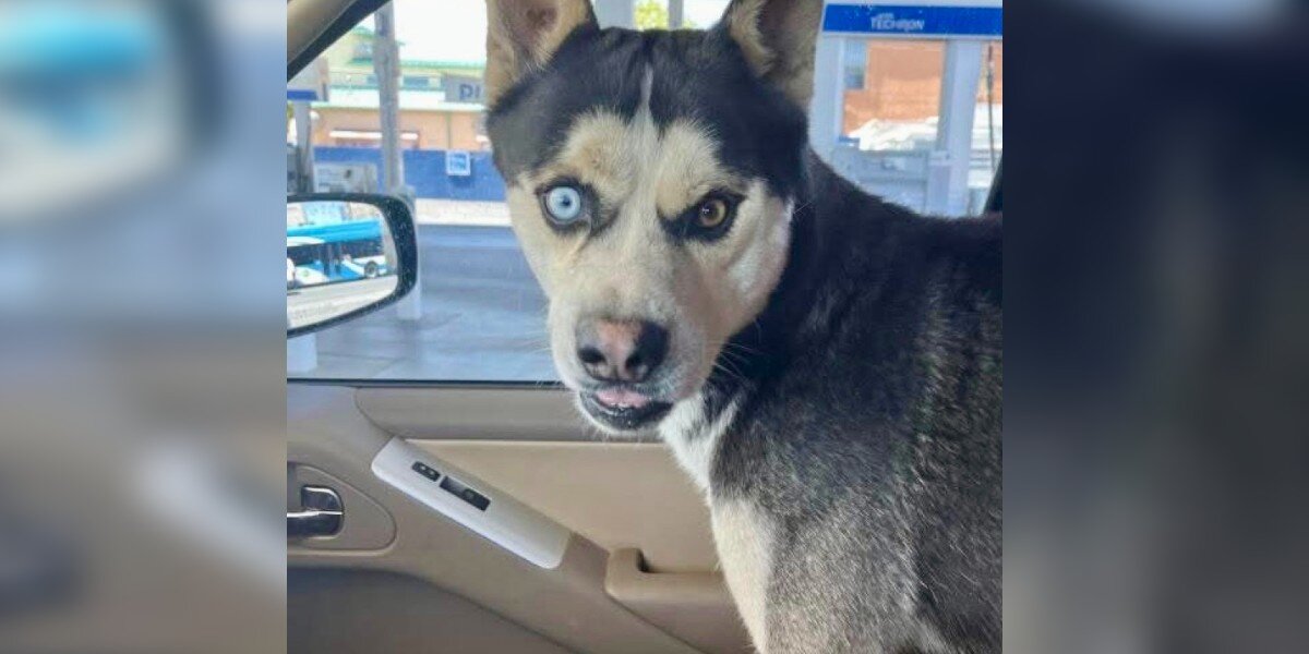 Husky Wanders Away From Home — And Ends Up In Another Country