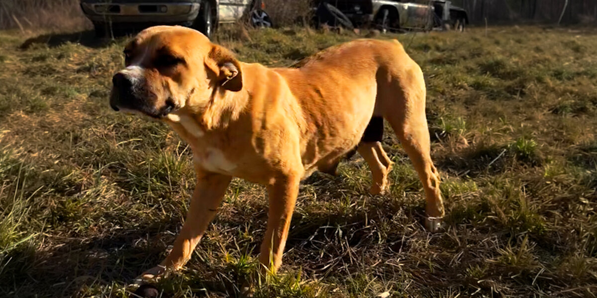 Mama Dog Leads Rescuer To A Hidden Cave To Save Her Puppies - Videos ...