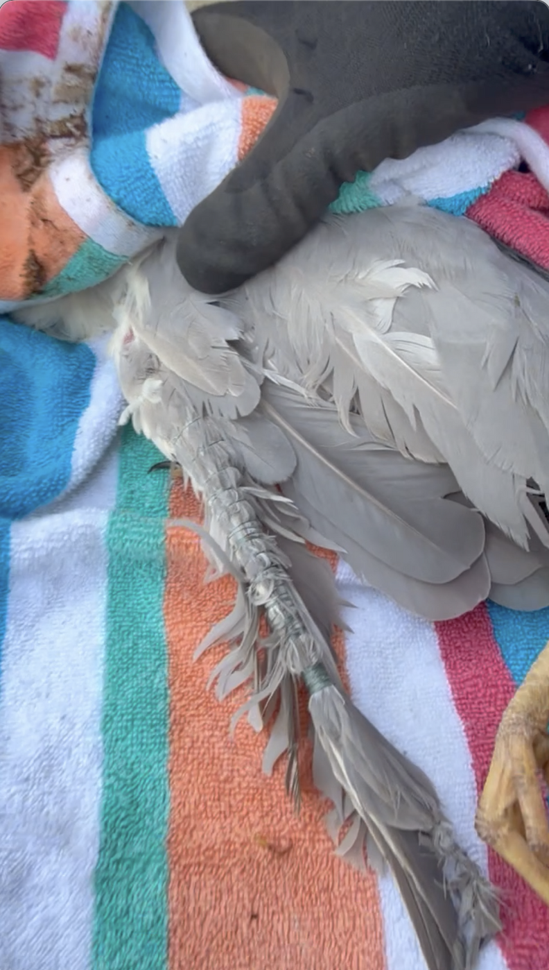 Feathers wrapped in fishing line
