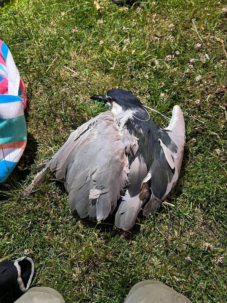 Injured heron lying on the grass
