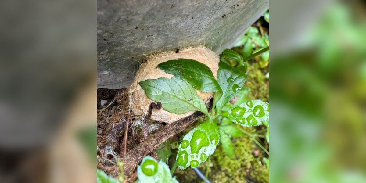 Gardener Watches Cocoon In Her Backyard For 10 Months – Then A Miracle Happens