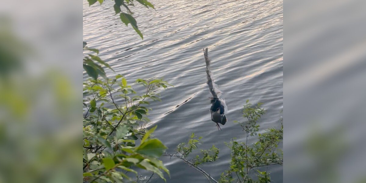 Landscaper Calls For Help When He Sees A Gorgeous Bird Suspended Over A Pond
