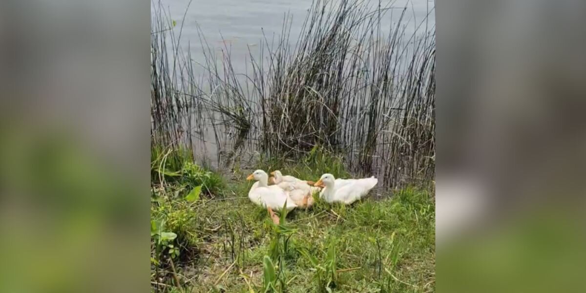 Kayakers Pass Group Of White Ducks Who Look 'Out Of Place' — Then Realize Why