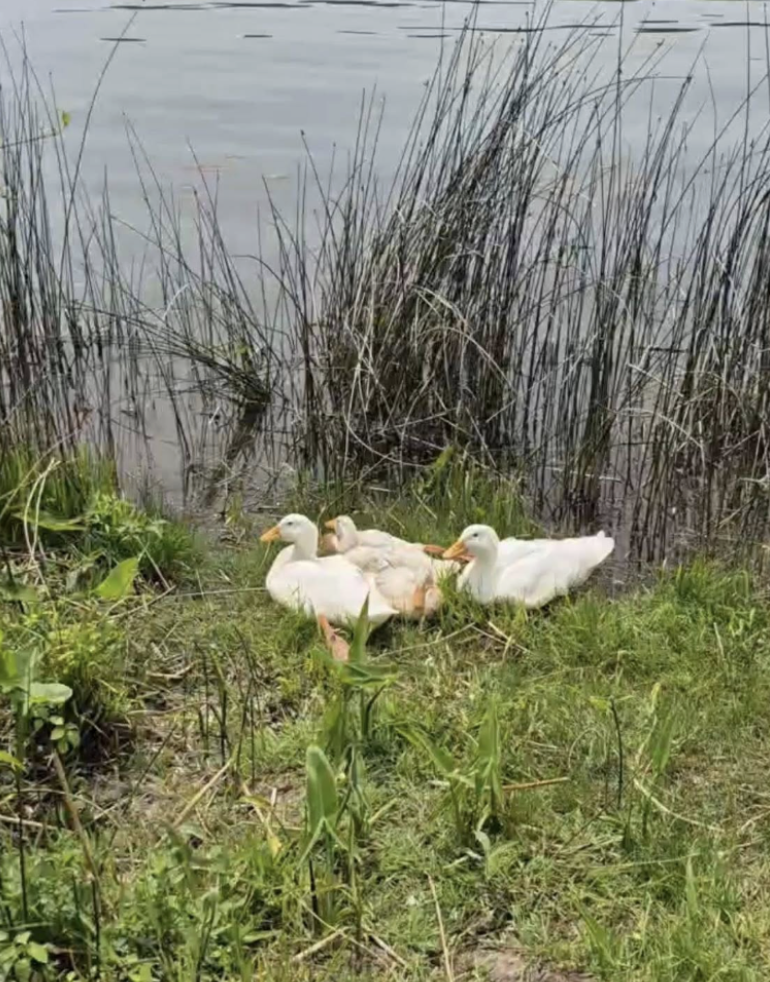 ducks dumped at lake 