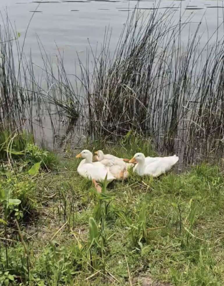 ducks dumped at lake