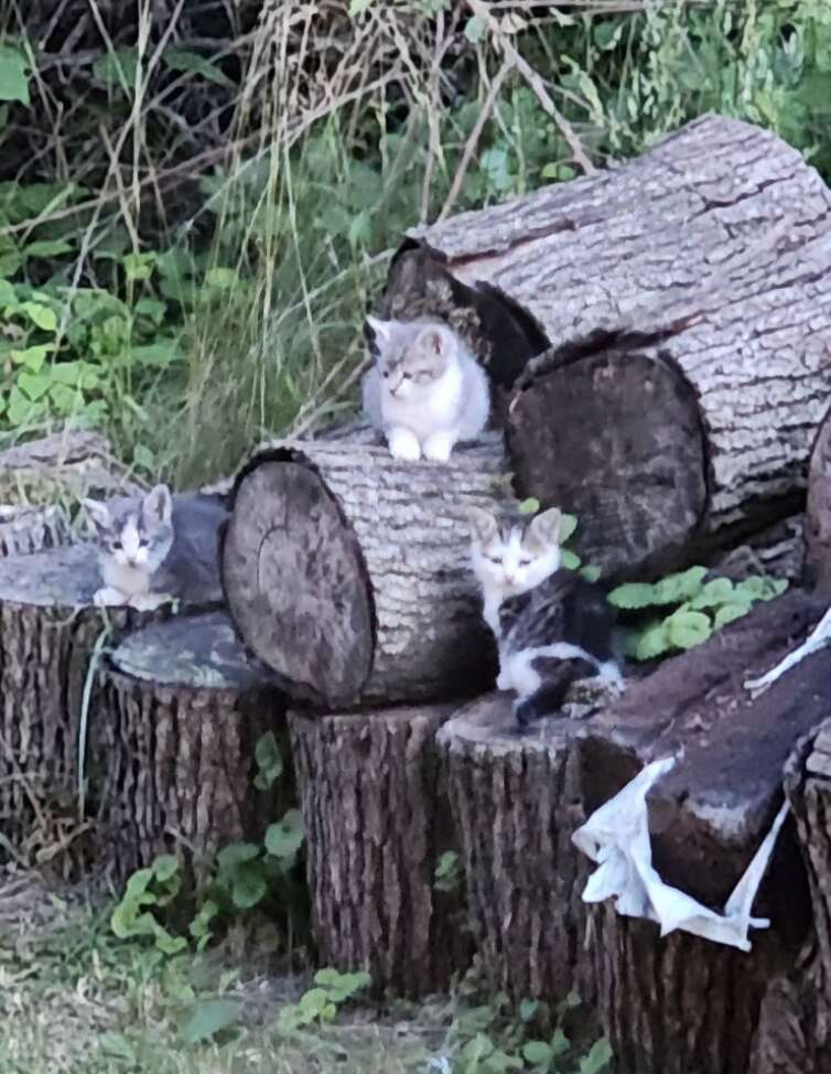 Kittens safely trapped