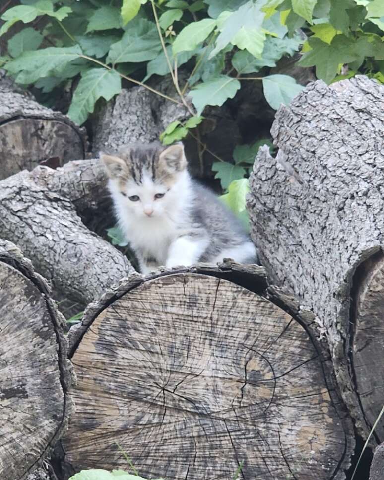 Captured kitten in a carrier