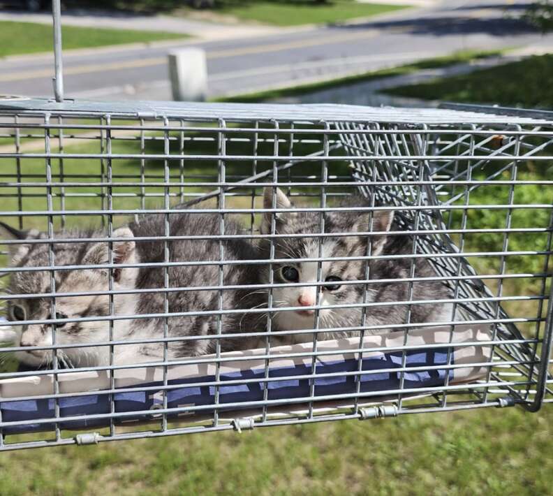 Kittens receiving care in foster home