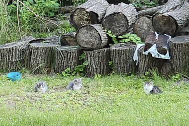 Small kittens found in a woodpile
