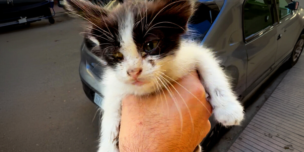 Man Drops Everything To Rescue Tiny Kitten Crying Outside His Window ...
