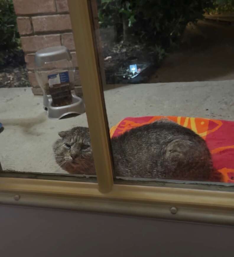 Charles resting peacefully on the doormat