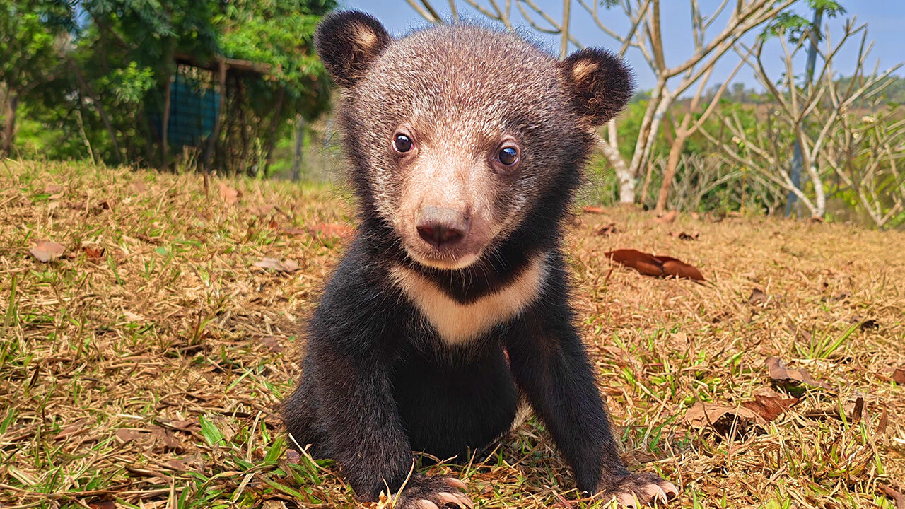Cutest Baby Bear Cubs Rescued From Illegal Wildlife Trade