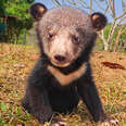 Cutest Baby Bear Cubs Rescued From Illegal Wildlife Trade