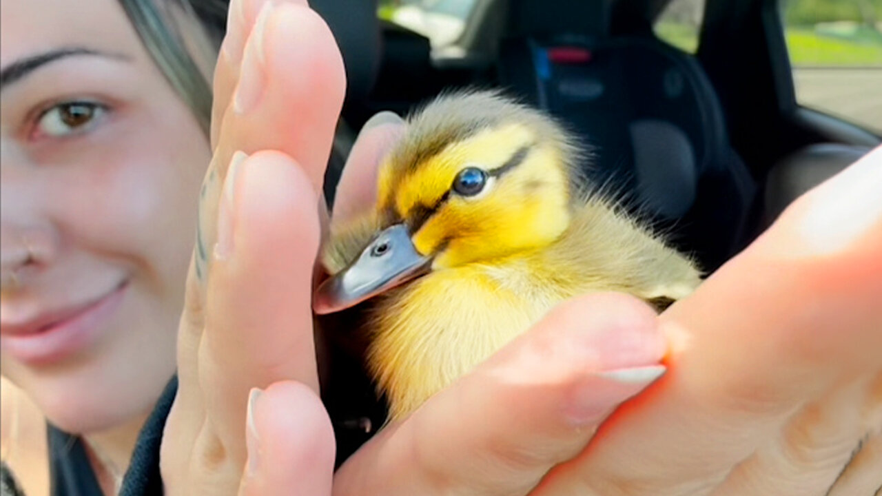 Woman Ruins Her New Shoes And Helps Lost Duckling Find His Family