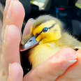 Woman Ruins Her New Shoes And Helps Lost Duckling Find His Family