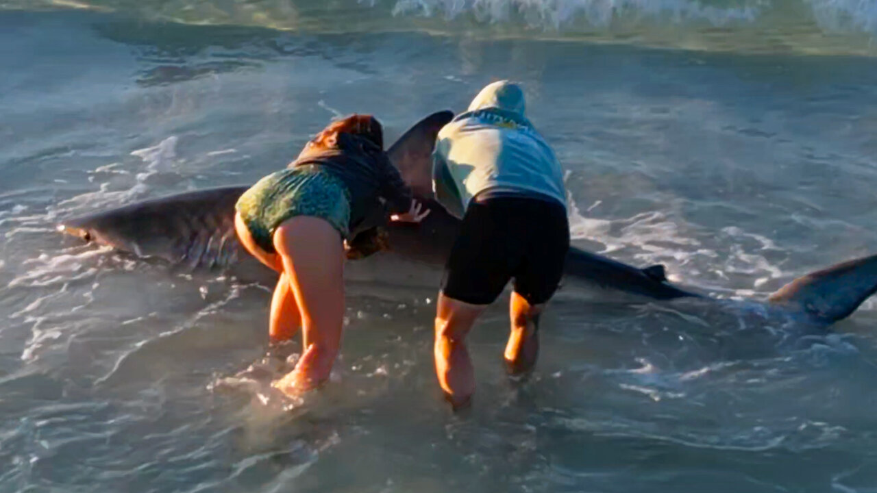 Woman Gets So Emotional Saving A Shark's Life