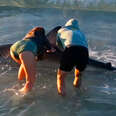 Woman Gets So Emotional Saving A Shark's Life