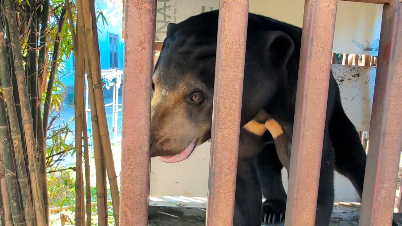 Bear Lived His Whole Life In A Small Cage Until Now