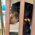 Bear Lived His Whole Life In A Small Cage Until Now