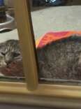 Kittens in woodpile