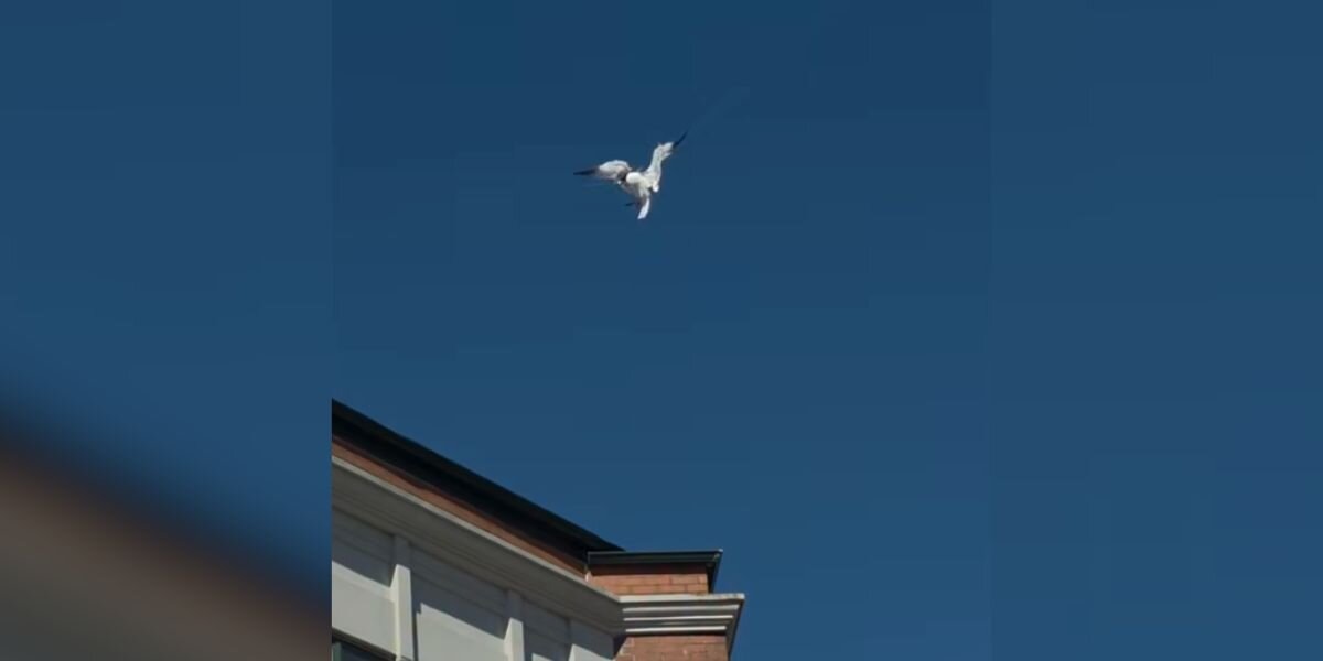 Bystanders Call 911 When They Spot Beautiful Bird Hanging Over Main Street