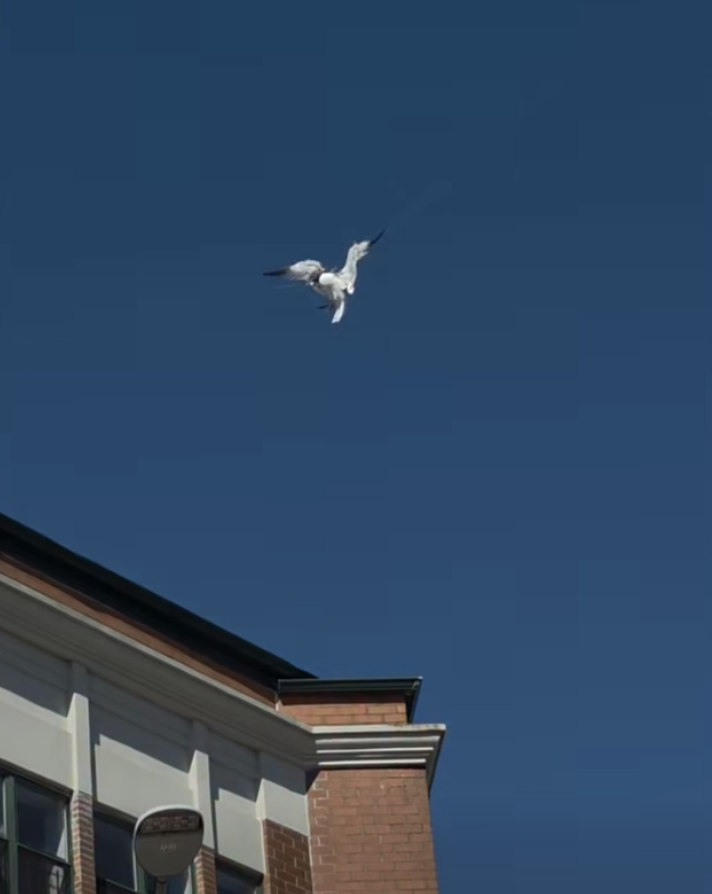gull tangled in rope 