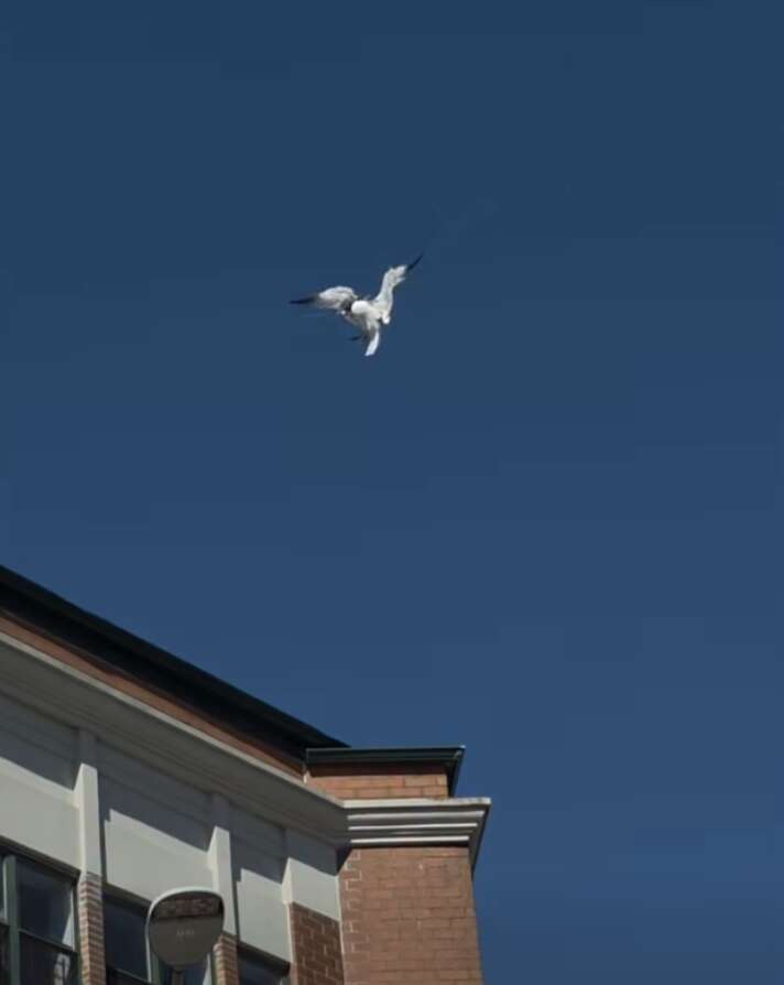 gull tangled in rope