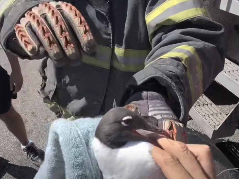 rescued laughing gull 