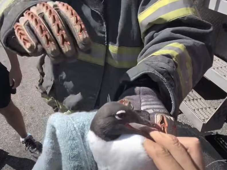 rescued laughing gull