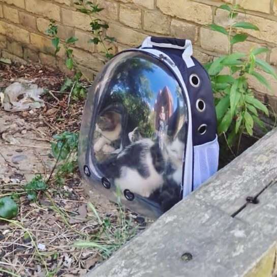 3 kittens abandoned in a plastic pet carrier