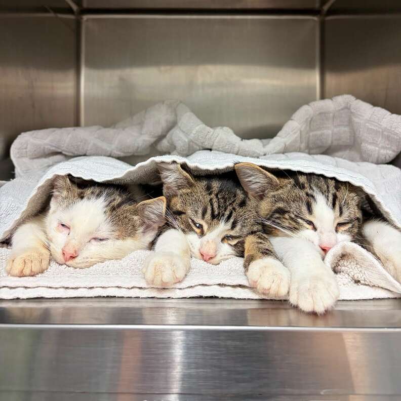 3 rescue tabby kittens nap at the vet