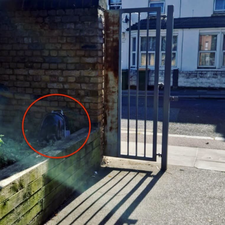 Backpack pet carrier in London housing estate
