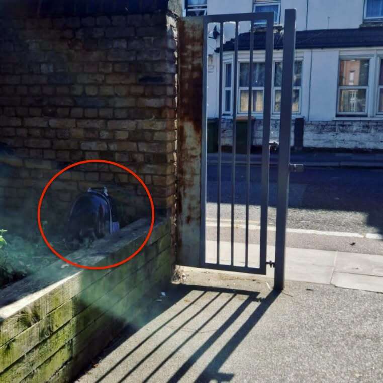 Backpack pet carrier in London housing estate