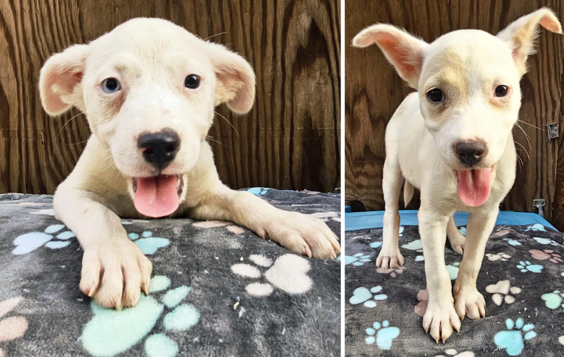 two white puppies 