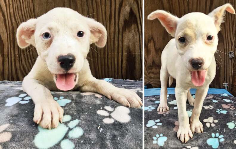 two white puppies