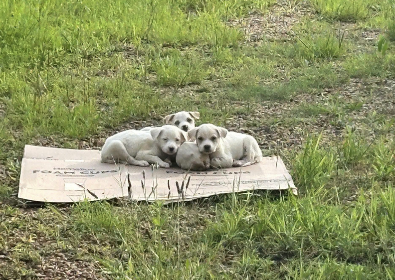 puppies on cardboard 