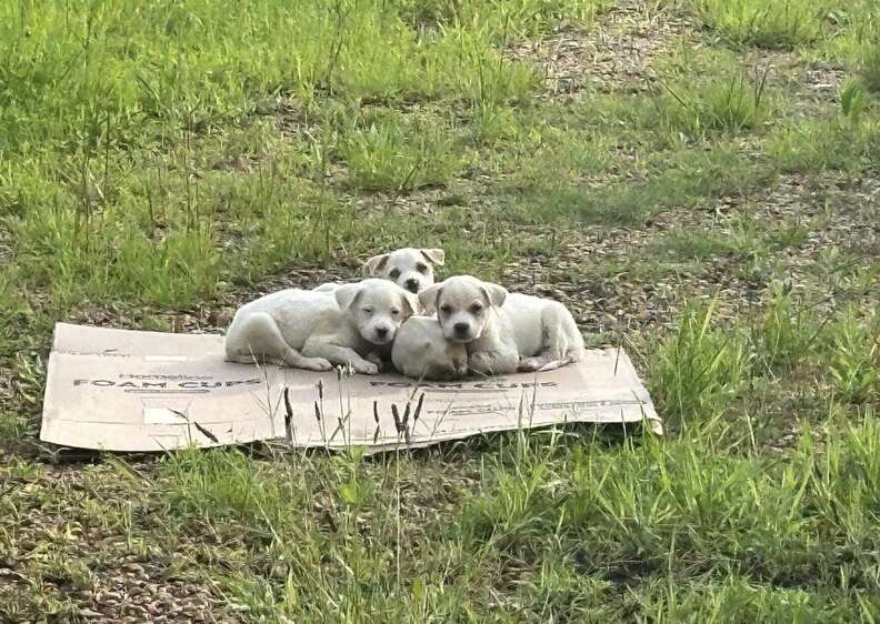 puppies on cardboard