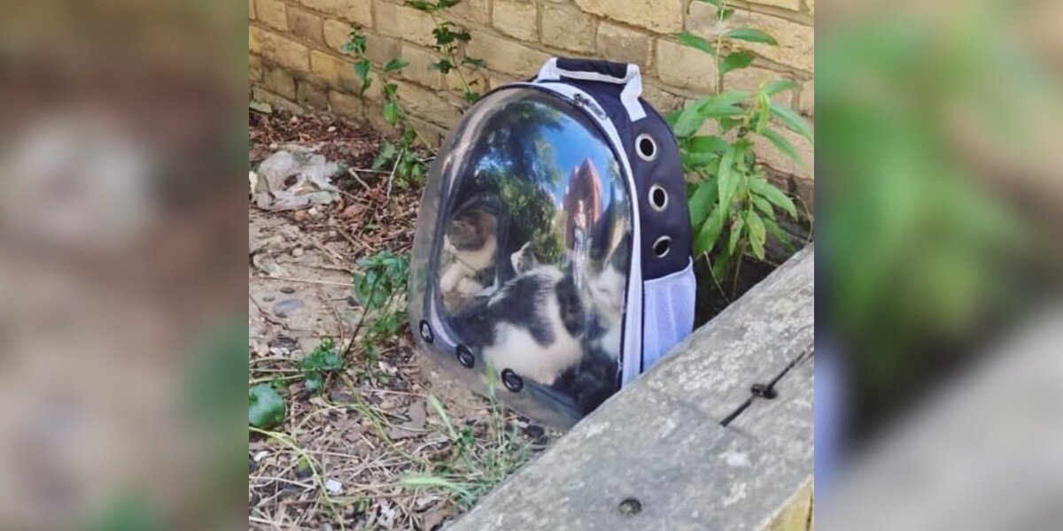 Rescuer Finds A Plastic Backpack Sitting In The Sun — And It Isn't Empty