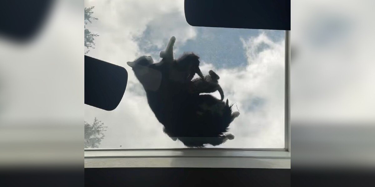 Dad Notices A Strange Shadow On Skylight — Then Saves An Entire Fluffy Family
