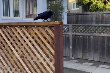Every Time This Woman Leaves The House, Crows Land On Her Head