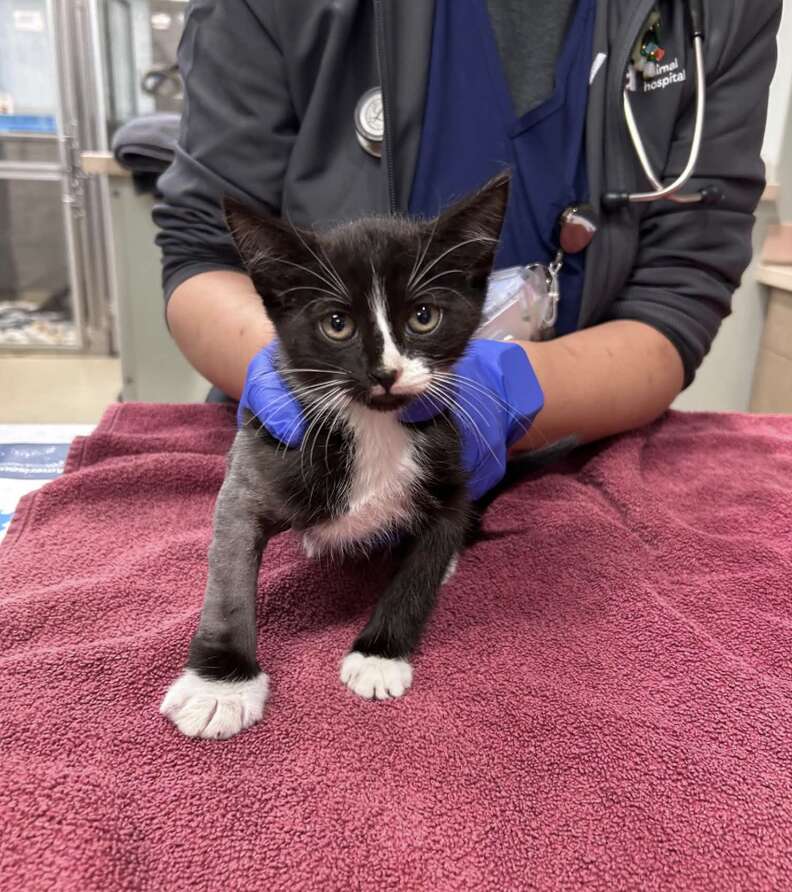 cat at vet's office