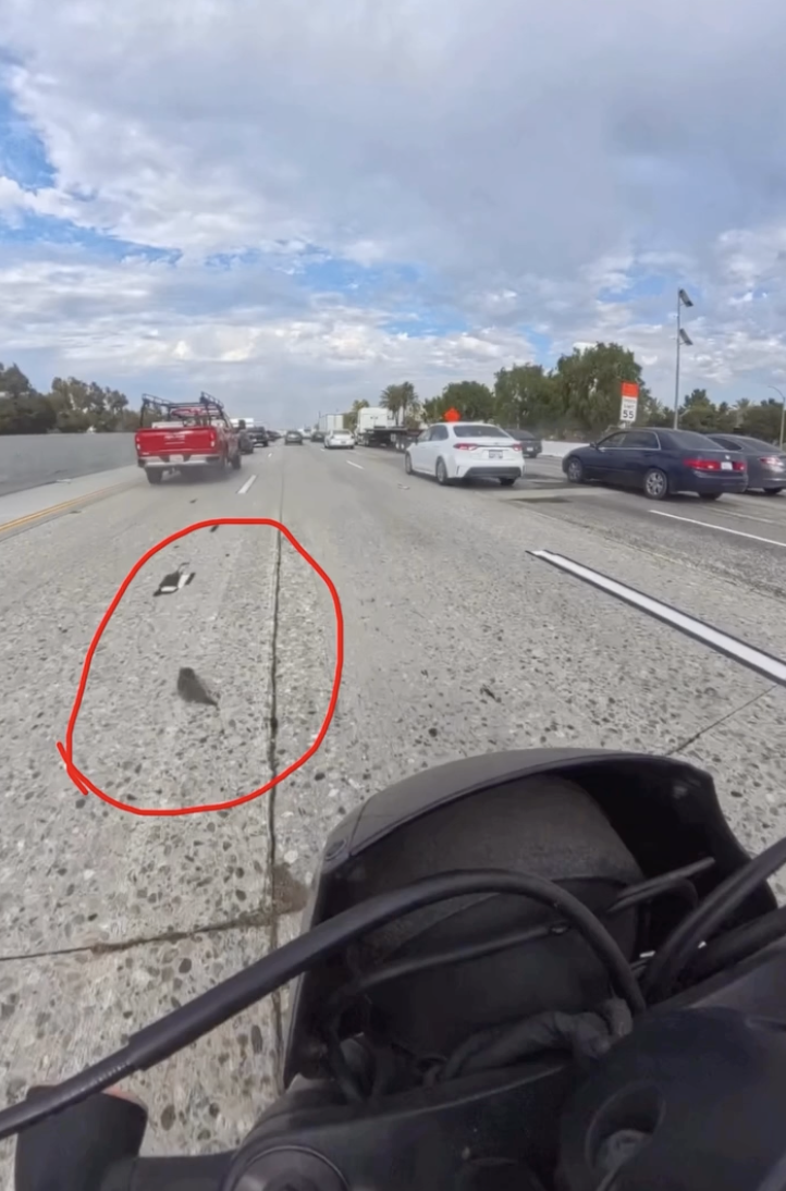 The kitten on the highway